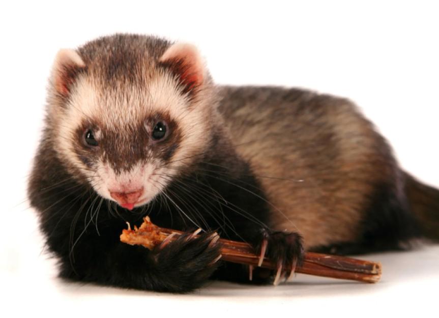 Safe Toys and Treats for Ferrets PetMD